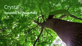  Presentation with sunlight - Slide set having green concept geometric design eco leaf background and a lemonade colored foreground