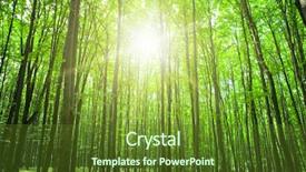  Presentation with green nature - Amazing theme having forest trees nature green wood backdrop and a  colored foreground
