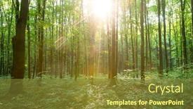  Presentation with green nature - Audience pleasing slide deck consisting of forest trees nature green wood sunlight backgrounds backdrop and a tawny brown colored foreground