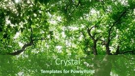  Presentation with sunlight - Presentation design enhanced with forest-trees-nature-green-wood background and a forest green colored foreground