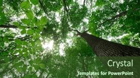  Presentation with sunlight - Presentation theme featuring forest-trees-nature-green-wood background and a tawny brown colored foreground