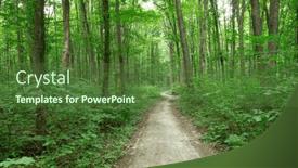  Presentation with sunlight - Presentation with forest-trees-nature-green-wood background and a tawny brown colored foreground