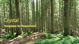  Presentation with sunlight - Slide set having forest-trees-nature-green-wood background and a tawny brown colored foreground