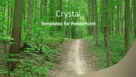  Presentation with sunlight - PPT theme featuring forest-trees-nature-green-wood background and a forest green colored foreground