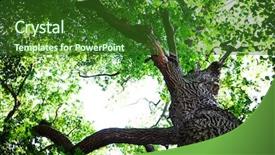  Presentation with green tree - Presentation theme with forest trees nature green wood background and a forest green colored foreground