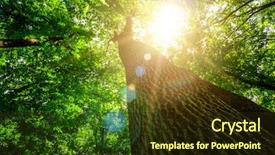  Presentation with forest - Slide deck consisting of forest trees nature green wood background and a wine colored foreground