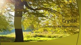  Presentation with divine - Audience pleasing slide set consisting of forest trees nature green wood backdrop and a  colored foreground