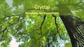  Presentation with sun - Presentation theme featuring forest trees sun and leaves background and a tawny brown colored foreground