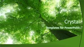  Presentation with leaves of the wetland forest - Theme having forest trees sun and leaves background and a forest green colored foreground