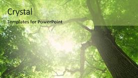  Presentation with tall - Colorful slide set enhanced with forest trees sun and leaves backdrop and a yellow colored foreground