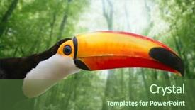  Presentation with brazil - PPT layouts featuring forest wildlife - brazil toco toucan tucan ramphastos background and a tawny brown colored foreground