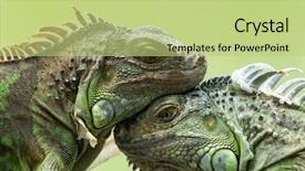  Presentation with wildlife - Colorful slides enhanced with forest wildlife - iguana backdrop and a mint green colored foreground