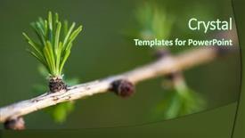  Presentation with relaxing - Audience pleasing PPT theme consisting of forest wildlife - relaxing larch greenery closeup backdrop and a tawny brown colored foreground
