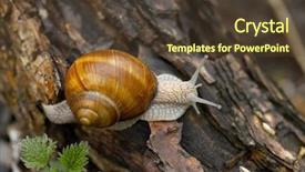  Presentation with snail - Cool new presentation theme with forest wildlife - snail creeping on the ground backdrop and a tawny brown colored foreground