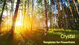  Presentation with pine forest - PPT layouts featuring forest with birches and pine background and a tawny brown colored foreground