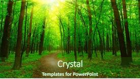  Presentation with pine trees sun shining through - Cool new slide set with forest with sunlight the sun backdrop and a forest green colored foreground