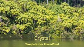  Presentation with green tree - Slide set with forest-with-tree-ferns-beautiful background and a tawny brown colored foreground