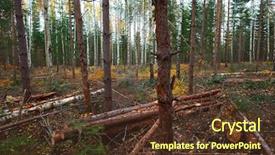  Presentation with trees forest lumber - Cool new presentation theme with forest with trees log trunks backdrop and a tawny brown colored foreground