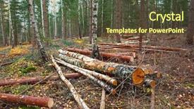  Presentation with trees forest lumber - Colorful slide deck enhanced with forest with trees log trunks backdrop and a tawny brown colored foreground