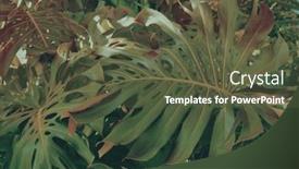  Presentation with tropical forest - Presentation design consisting of forest-with-tropical-monstera-plants background and a tawny brown colored foreground