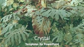  Presentation with tropical forest - PPT theme with forest-with-tropical-monstera-plants background and a ocean colored foreground