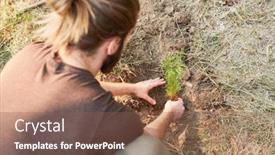  Presentation with pine forest - Theme featuring forest-worker-plants-a-pine background and a violet colored foreground