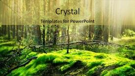  Presentation with foggy forest - Presentation theme with forest background and a yellow colored foreground