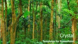  Presentation with sunshine - Beautiful presentation theme featuring forest backdrop and a forest green colored foreground