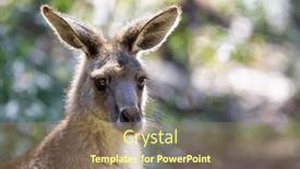  Presentation with kangaroo - Presentation theme consisting of forester-kangaroo-macropus-giganteus background and a coral colored foreground