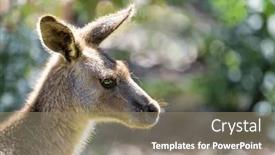  Presentation with kangaroo - Slide set consisting of forester-kangaroo-macropus-giganteus background and a gray colored foreground
