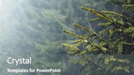  Presentation with crime scene do not cross - Theme featuring forestry - misty forest on mountain slopes background and a gray colored foreground