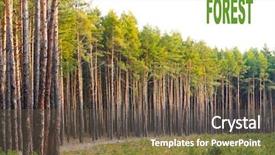  Presentation with pine forest - Colorful PPT theme enhanced with forestry industry - scots pine pinus sylvestris forest backdrop and a tawny brown colored foreground