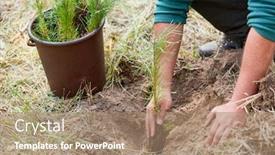  Presentation with forestry - Amazing slide deck having forestry worker planting pine seedling for sustainable forestry backdrop and a coral colored foreground
