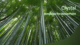  Presentation with bamboo - Beautiful slides featuring foret - bamboo forest backdrop and a tawny brown colored foreground