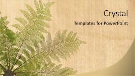  Presentation with antique paper texture - Cool new presentation theme with forever living - cyathea on antique cracked paper backdrop and a lemonade colored foreground