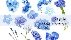  Presentation with forget - Colorful presentation design enhanced with forget - collage of blue color flowers backdrop and a light blue colored foreground