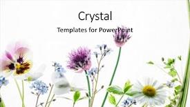  Presentation with summer flowers - Presentation theme having forget - summer flowers background and a white colored foreground