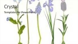  Presentation with iris - Beautiful PPT layouts featuring forget me knot bluebell hyacinth iris and lavender flowers in spring with reflection in rippled water over white background backdrop and a cream colored foreground