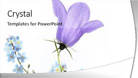  Presentation with simple design white - Audience pleasing PPT theme consisting of forget me not - flora against white background useful backdrop and a white colored foreground