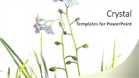  Presentation with forget - Colorful presentation enhanced with forget me not - flora against white background useful backdrop and a white colored foreground