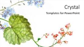  Presentation with forget - Slides consisting of forget me not - flora against white background useful background and a white colored foreground