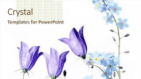  Presentation with forget - Audience pleasing presentation consisting of forget me not - flora against white background backdrop and a cream colored foreground