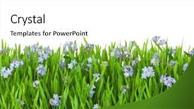  Presentation with blue drops - Audience pleasing slide deck consisting of forget-me-not blue flowers backdrop and a white colored foreground