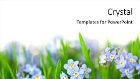  Presentation with forget - Slide deck featuring forget-me-not blue flowers background and a white colored foreground
