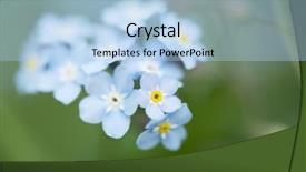  Presentation with forget - Presentation theme enhanced with forget-me-not close up background and a  colored foreground