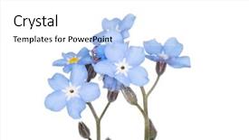 Presentation with forget - PPT theme featuring forget-me-not close up background and a white colored foreground