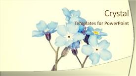  Presentation with forget - Presentation design consisting of forget-me-not close up background and a white colored foreground