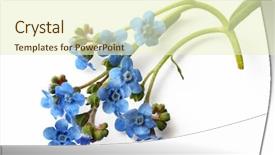  Presentation with forget - Colorful PPT layouts enhanced with forget me not flower isolated backdrop and a soft green colored foreground