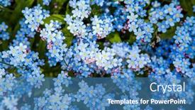 Presentation with forget - PPT theme enhanced with forget-me-not-flower-myosotis background and a teal colored foreground