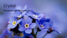  Presentation with forget - Cool new slides with forget me not flowers - spring backdrop and a light blue colored foreground